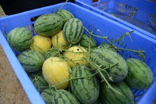 最长的吃瓜视频