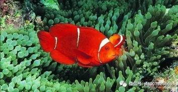 小丑鱼吃瓜拉架子视频大全,趣味视频大盘点