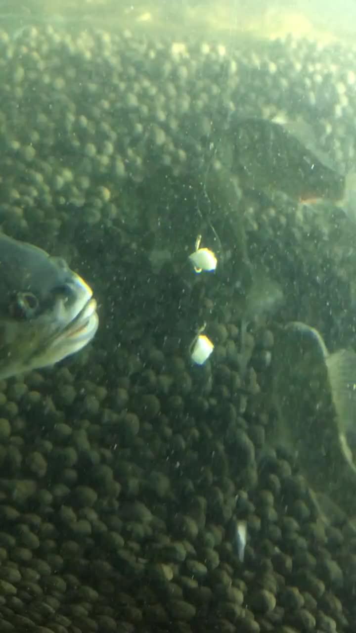 吃瓜小鱼视频大全,趣味视频大盘点,欢乐时光尽在其中 吃瓜小鱼视频大全,趣味视频大盘点,欢乐时光尽在其中