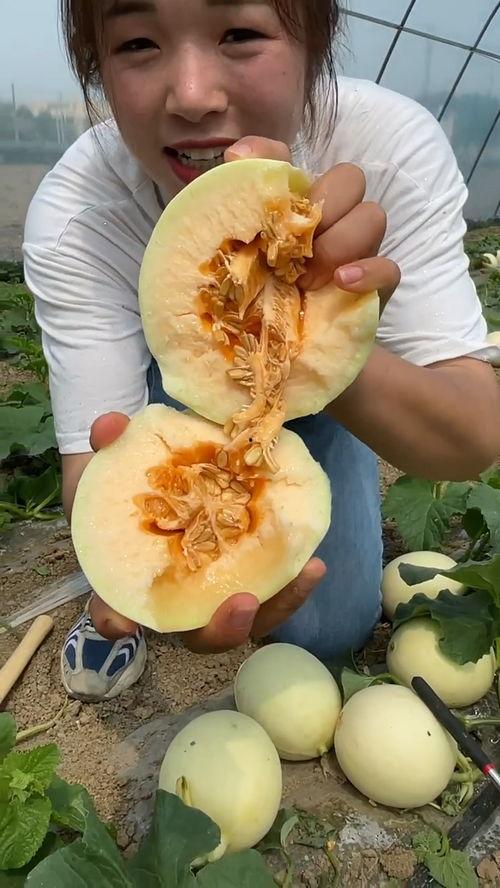 吃瓜和甜瓜的视频大全,吃瓜与甜瓜视频大全精彩回顾