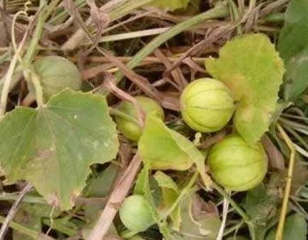 吃马泡瓜视频在线观看,在线观看，尽享夏日清新美味