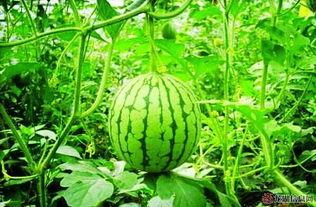 种西瓜吃瓜视频,揭秘种瓜吃瓜的甜蜜生活