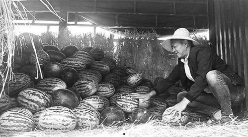 固安吃瓜群众事件视频曝光,视频曝光揭示现场冲突瞬间