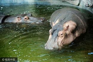 青岛动物园吃瓜事件视频,游客与动物互动引发热议