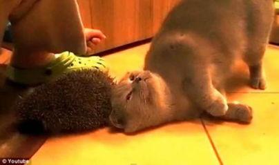 吃瓜抓痒视频,揭秘网络短视频的趣味魅力