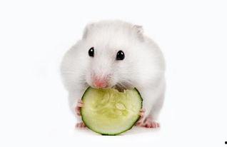 仓鼠可以吃小瓜干吗视频,小瓜干，仓鼠的美食新选择？