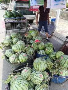 文山城南吃瓜事件视频,一场引发热议的网络视频风波