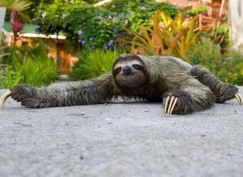 震惊动物在线吃瓜视频,在线观看这场“瓜界盛宴”