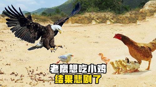 老鹰吃小鸡瓜视频,自然法则下的生存瞬间