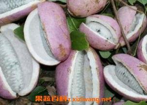 下载吃八月瓜的视频教程,下载与制作八月瓜视频教程