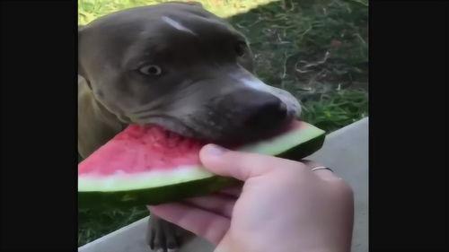 真假滑稽吃瓜视频,揭秘网络视频背后的笑与泪