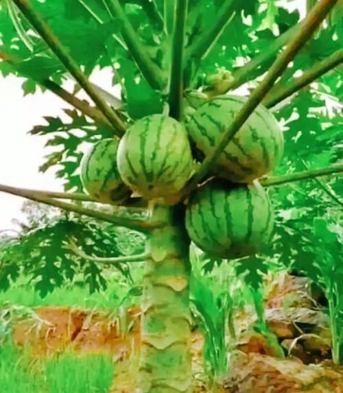 生树瓜如何吃最好吃视频,视频教你如何吃出最佳口感