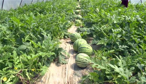 阜阳吃瓜最新事件视频,一场引发热议的网络狂欢