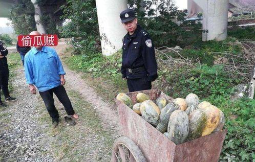 济宁新农人吃瓜事件视频,一场引发热议的乡村奇观