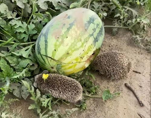 传播吃瓜视频会被抓吗,小心触犯法律