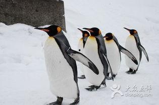 企鹅吃瓜搞笑视频下载,萌宠界的欢乐盛宴