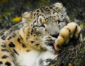 带你吃瓜的雪豹视频播放