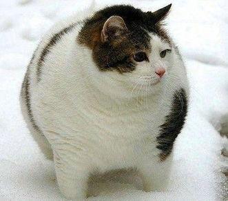 猫咪吃瓜配音视频素材无水印,萌态十足！