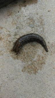 小瓜虫吃蚂蝗视频大全,惊心动魄的生态捕食大揭秘