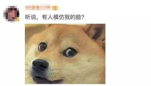 狗头吃瓜视频资源,笑料横生，带你领略萌宠趣味瞬间