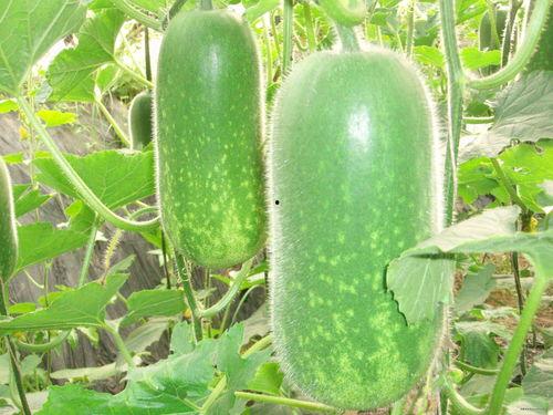 江西大网红吃瓜事件视频,揭秘网络舆论背后的真相