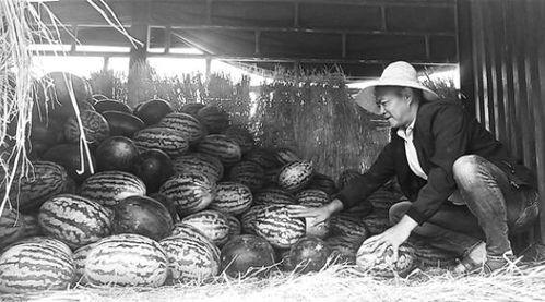 睢县吃瓜群众事件视频,网络围观下的社会现象解析