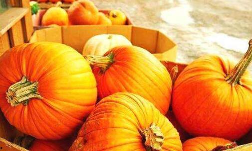 吃南瓜滕瓜视频大全,探索南瓜藤的多样美味