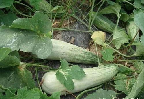 吃酥瓜要削皮吗视频教程,轻松制作美味佳肴