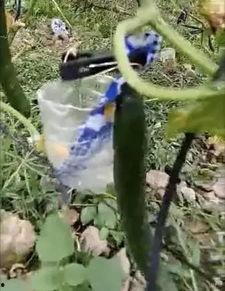 沾化吃瓜事件真相视频,揭秘真相背后的惊人内幕