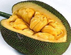 吃瓜少女菠萝蜜视频大全