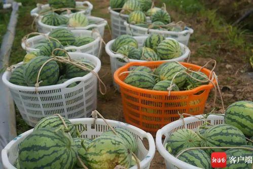 万宁吃瓜视频,揭秘当地美食与趣事