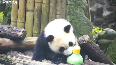 大宝哥熊猫吃瓜视频下载,揭秘网红美食背后的故事