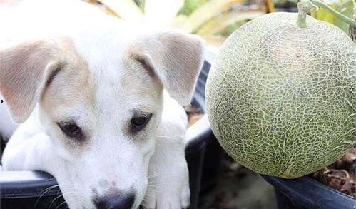 狗吃哈密瓜比赛视频