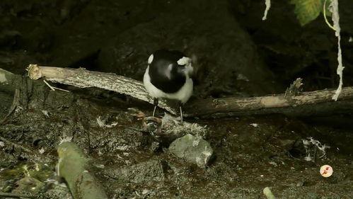 吃瓜喜鹊视频在线观看
